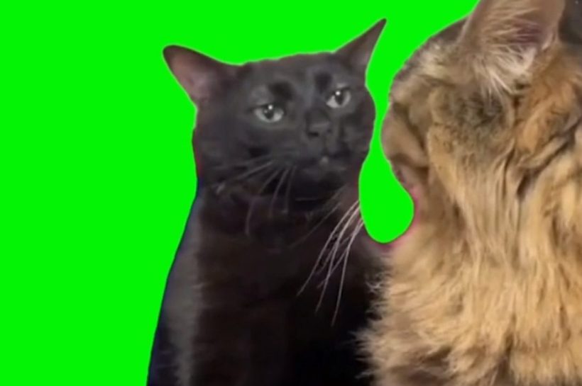 cat zoning out green screen video meme Archives Video Meme
